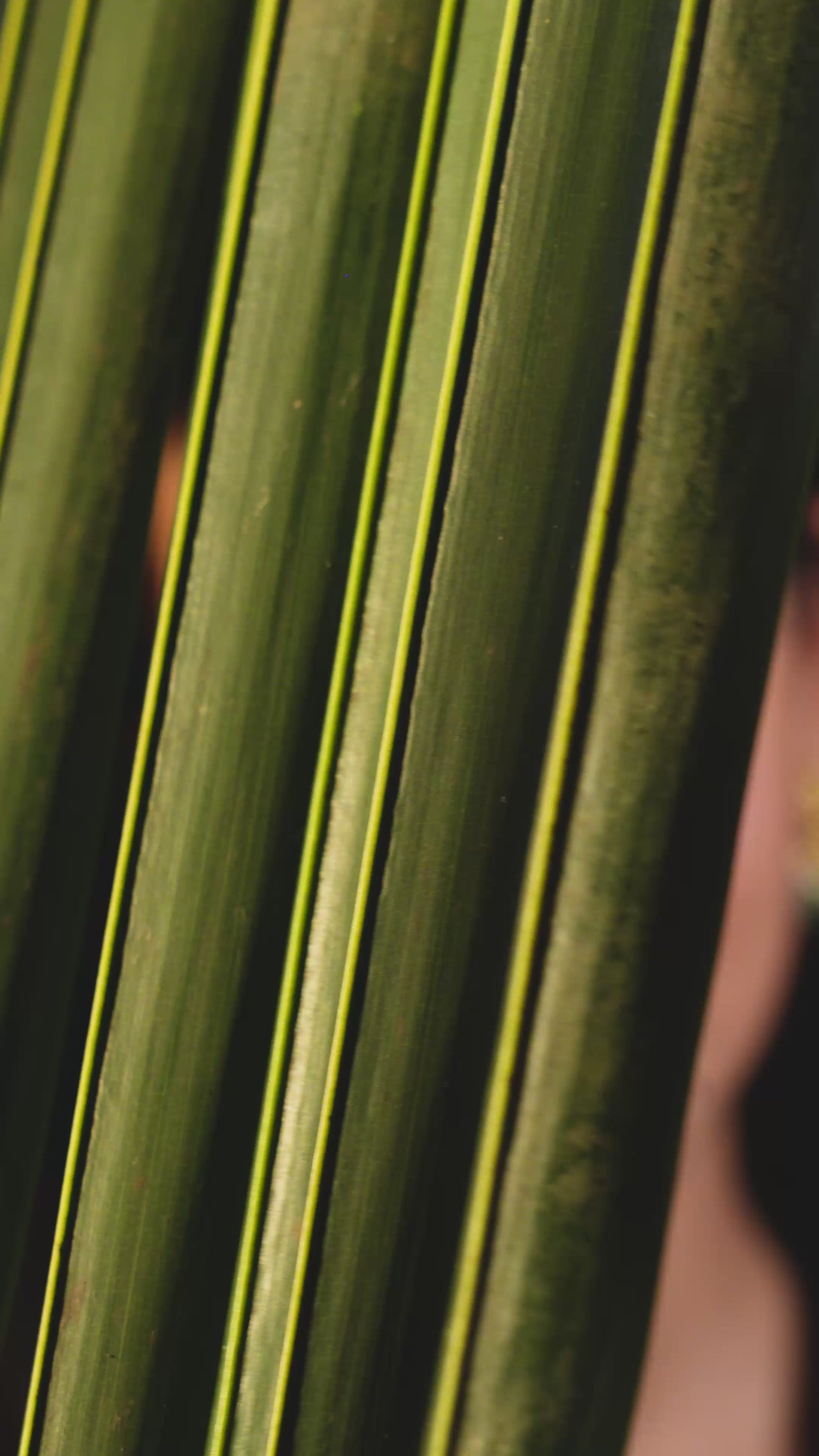 Load video: Rangrez Earrings